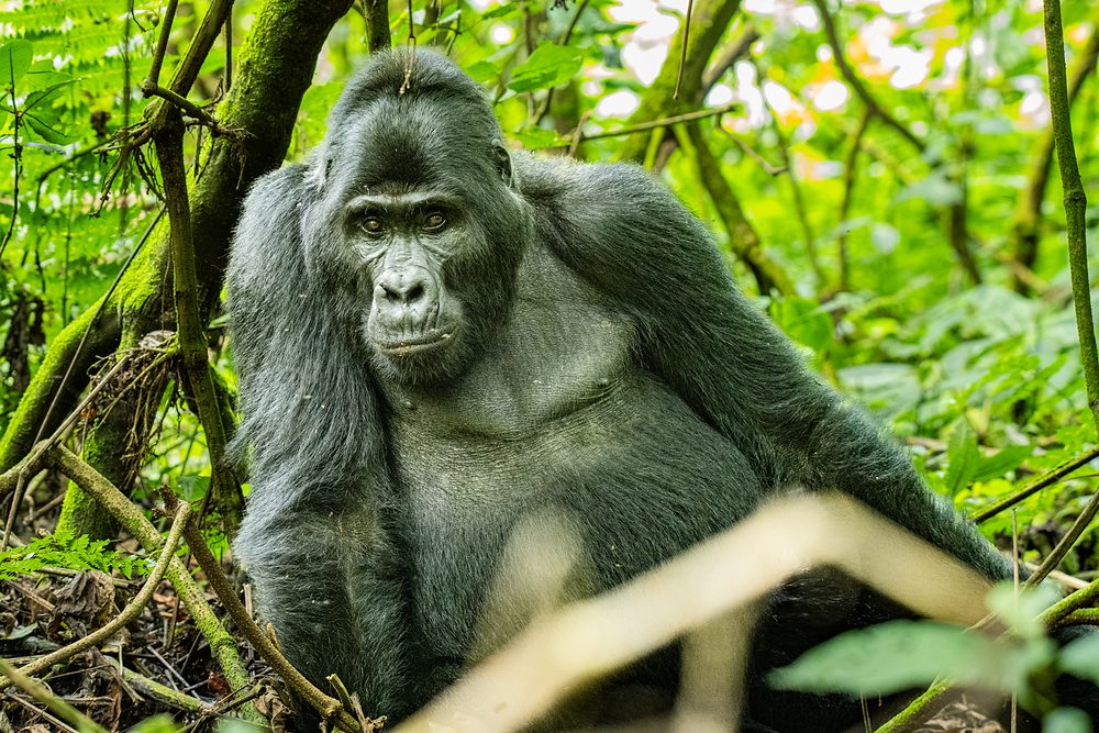 Gorila de montaña en las selvas de Uganda y Ruanda