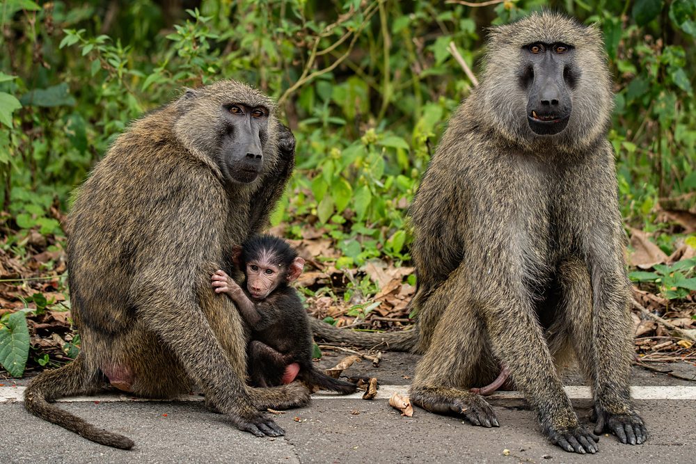 Babuinos sobre el camino en un safari por Uganda