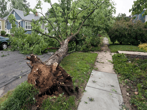 Gillett Yard Waste & Storm Debris Cleanup