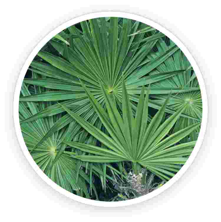 Saw Palmetto 