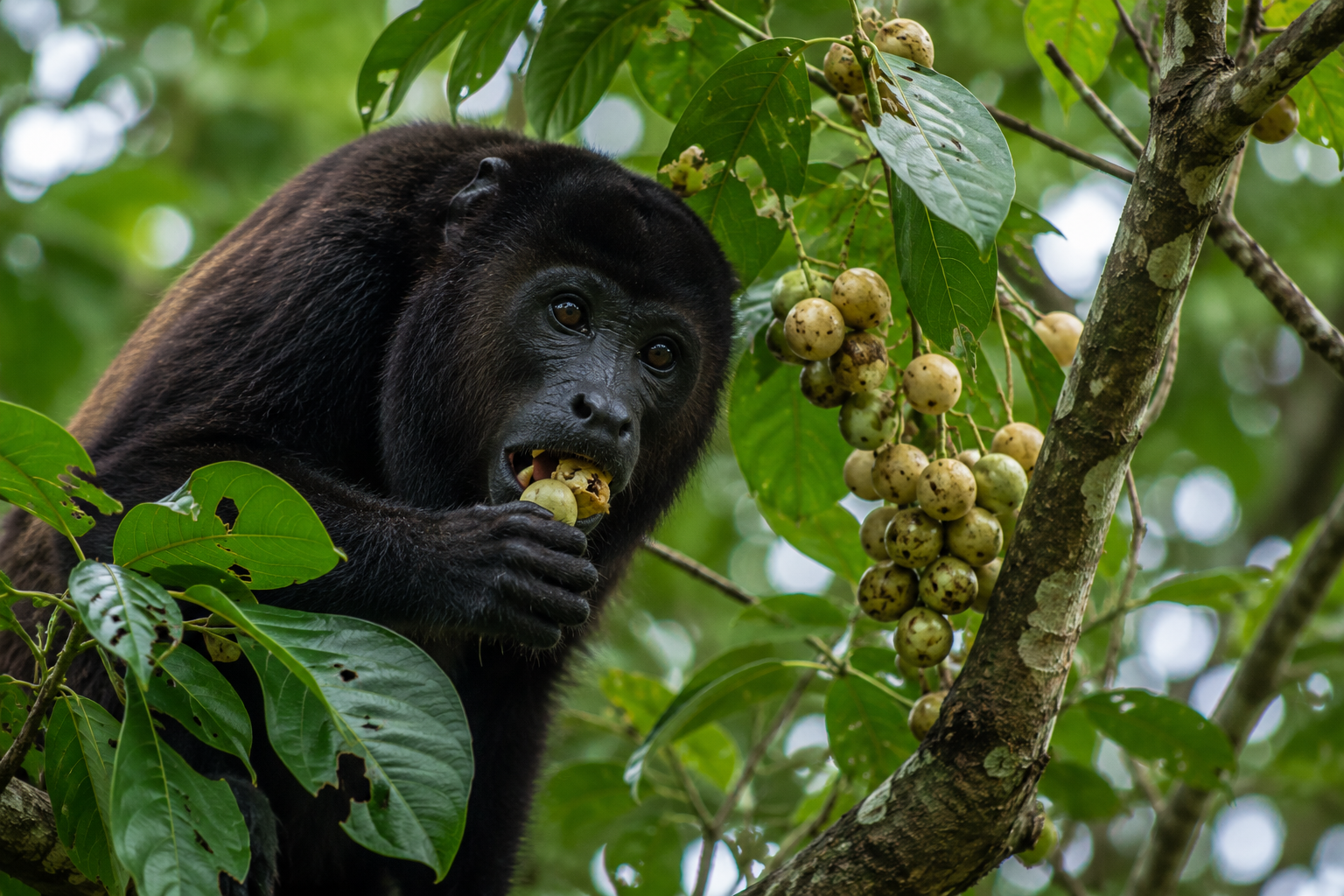 Black howler monkey eating Ramón fruit in the Maya rainforest of Guatemala