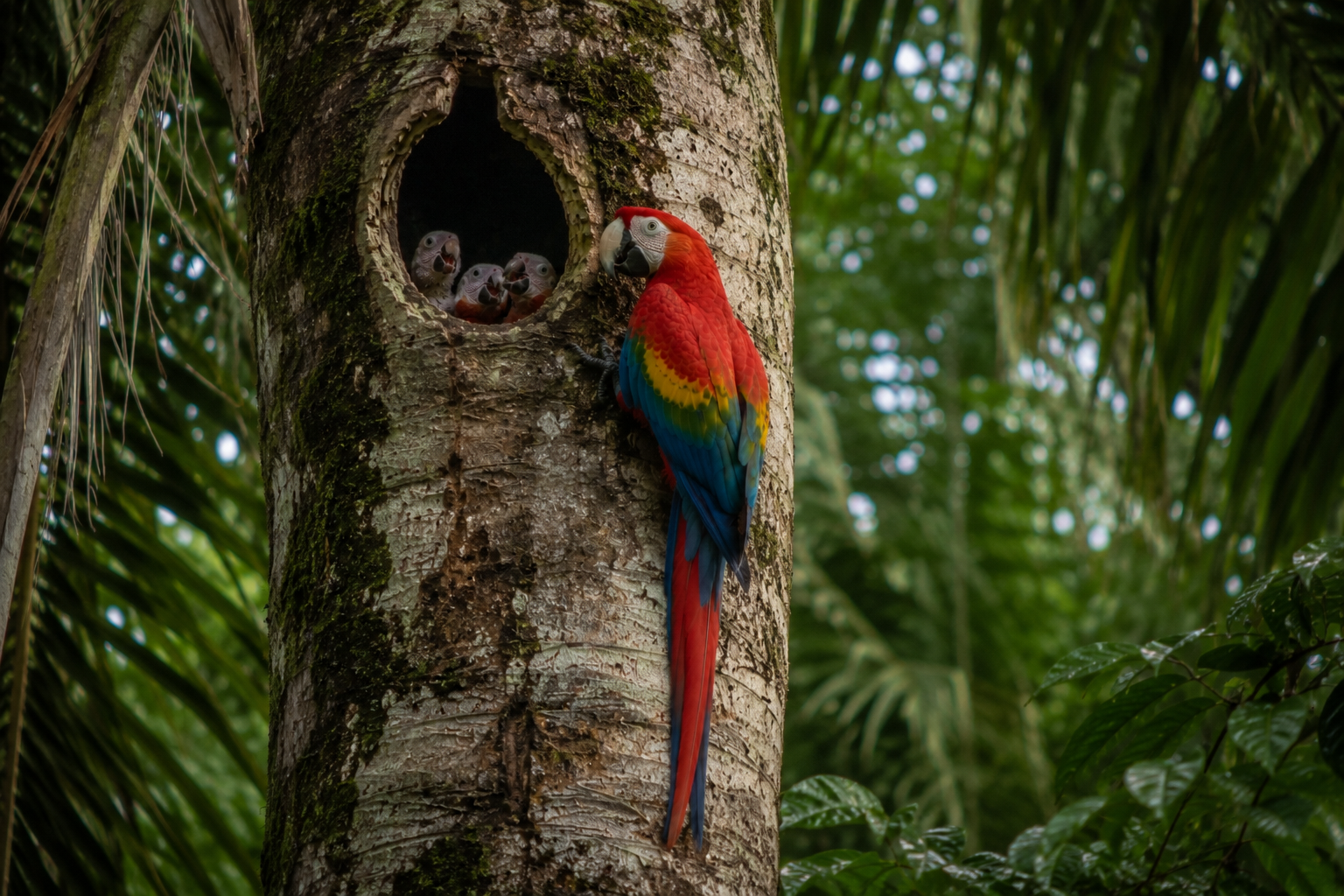 Scarlet macaw mother emerging from a natural tree cavity nest with chicks inside in the rainy Maya rainforest of Guatemala