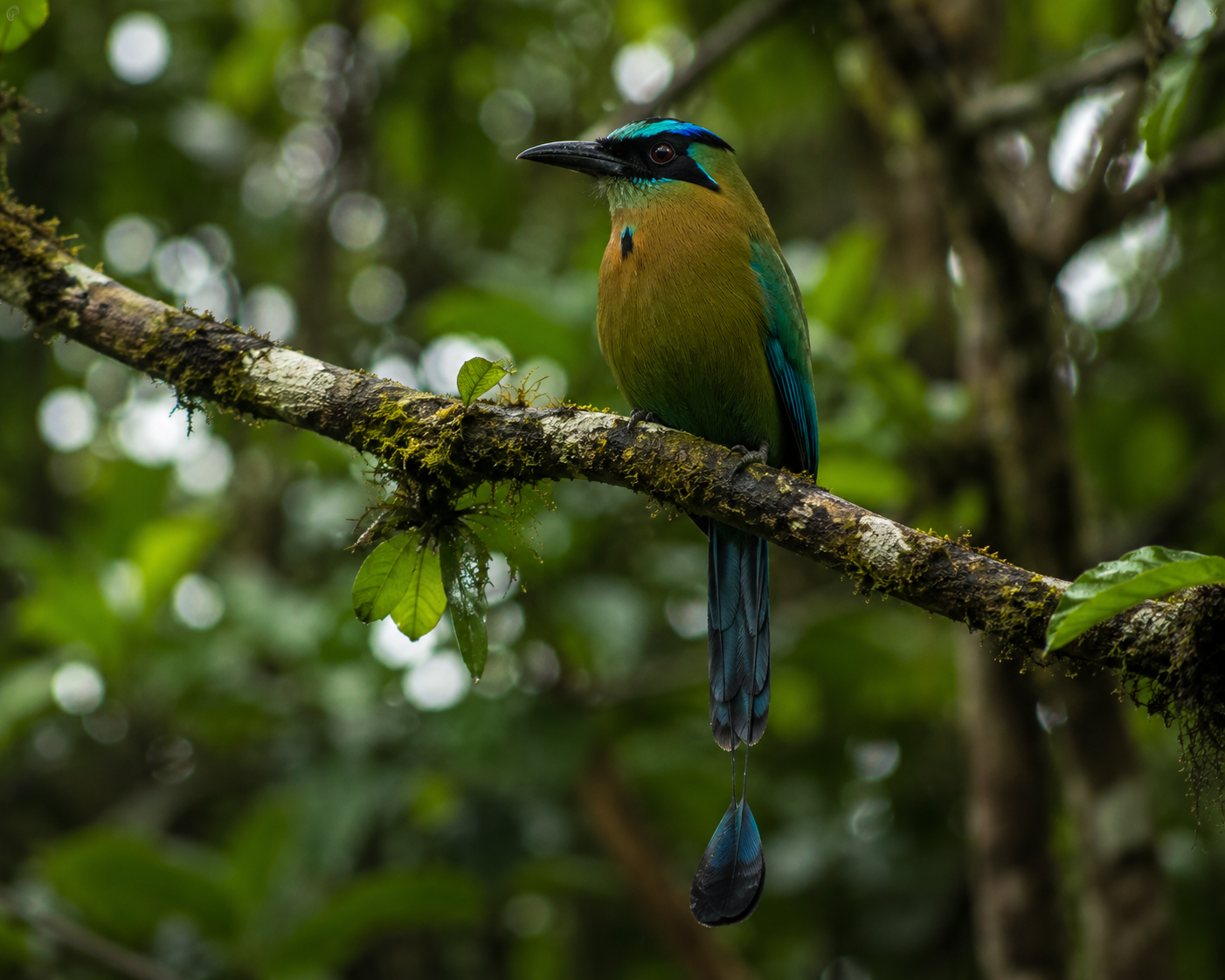 Turquoise-browed motmot perched on a rainforest branch in the Maya Biosphere of Guatemala  Caption: