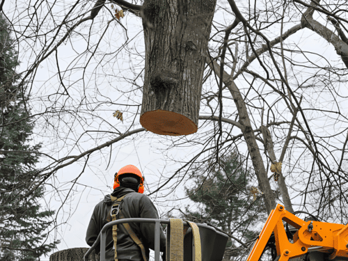 Dead and Dangerous Tree Removal in Liverpool