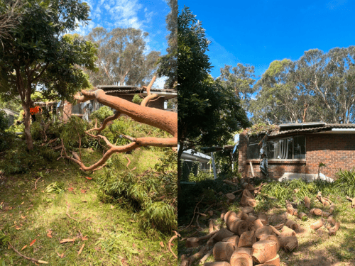 Tight Access Tree Removal in Liverpool