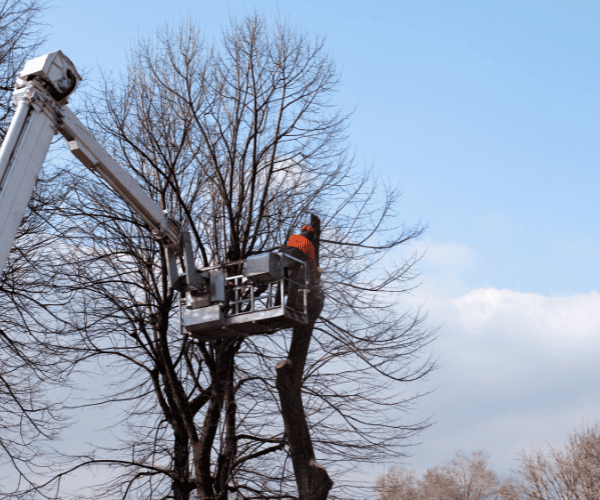 Dead and Dangerous Tree Removal Liverpool