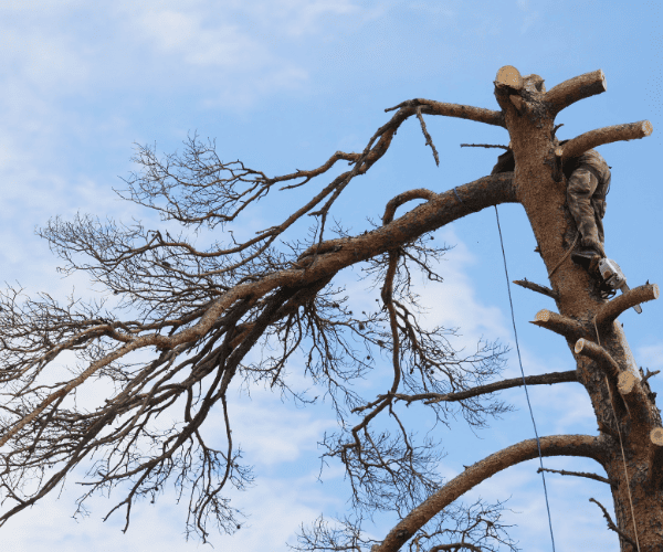 900mm Access Stump Grinding Liverpool