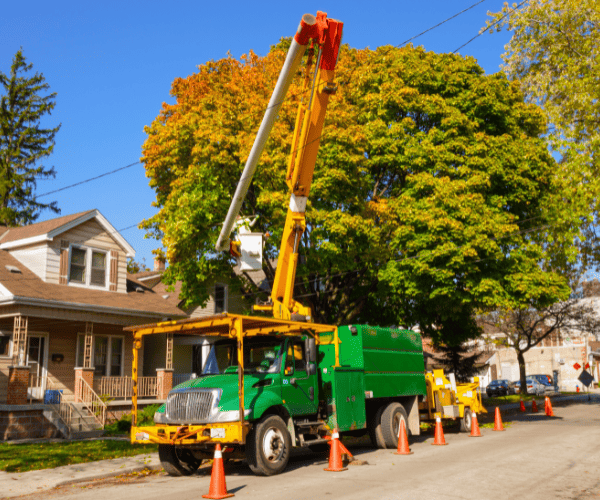 Stump Grinding Liverpool