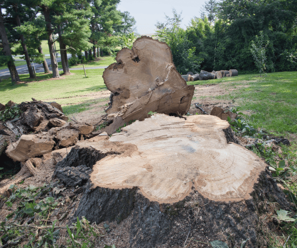 House Powerlines Pruning Liverpool