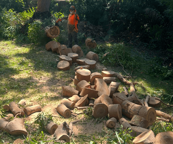 House Powerlines Pruning Liverpool