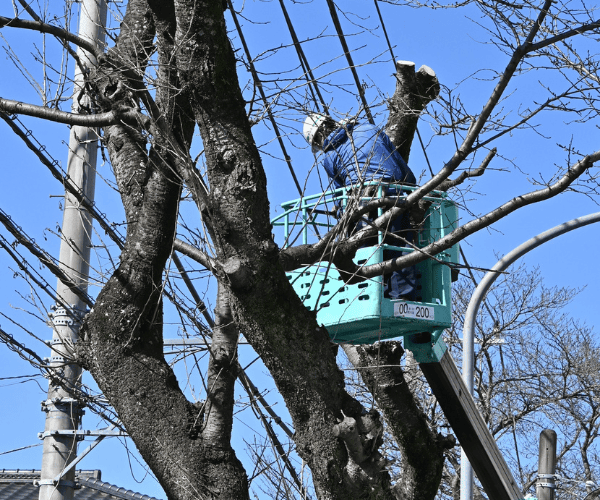 Tight Access Tree Removal Liverpool