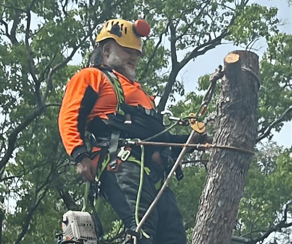 Portable Stump Grinding Liverpool