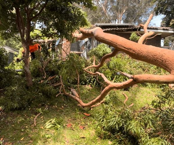 Dead and Dangerous Tree Removal Liverpool