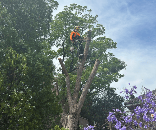 900mm Access Stump Grinding Liverpool