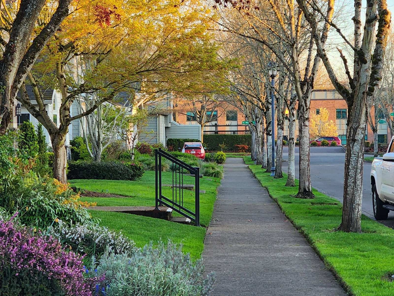 Tree-lined sidewalk on a quiet residential street in autumn