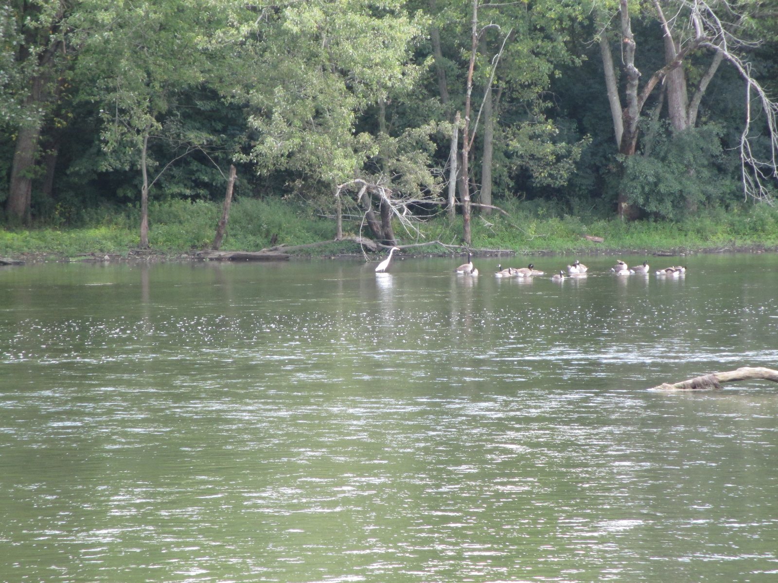 The Fox River in Batavia, Illinois, with a heron and geese along the wooded far bank