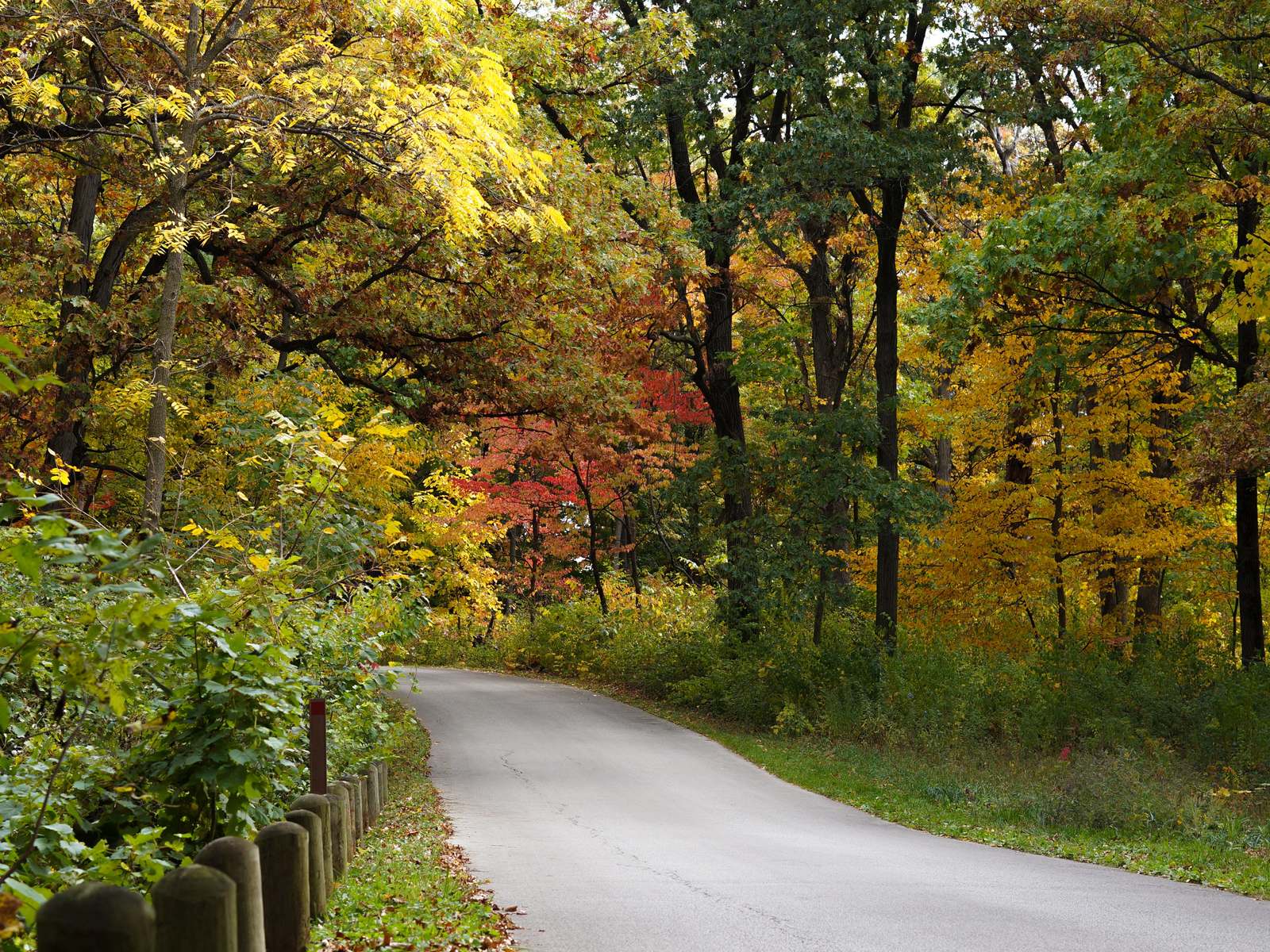 A quiet road through fall trees at the Morton Arboretum in Lisle, DuPage County