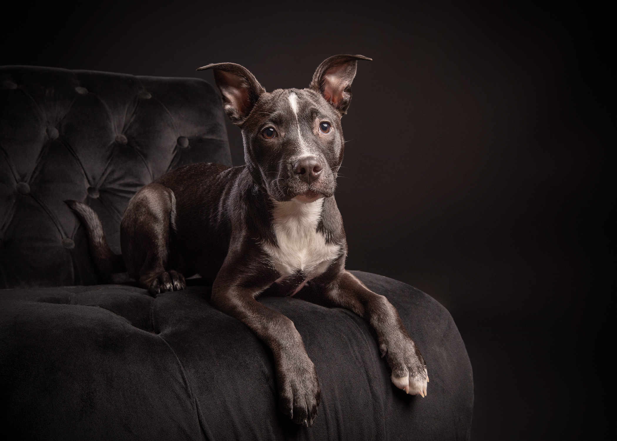 Dark puppy resting on a velvet chair