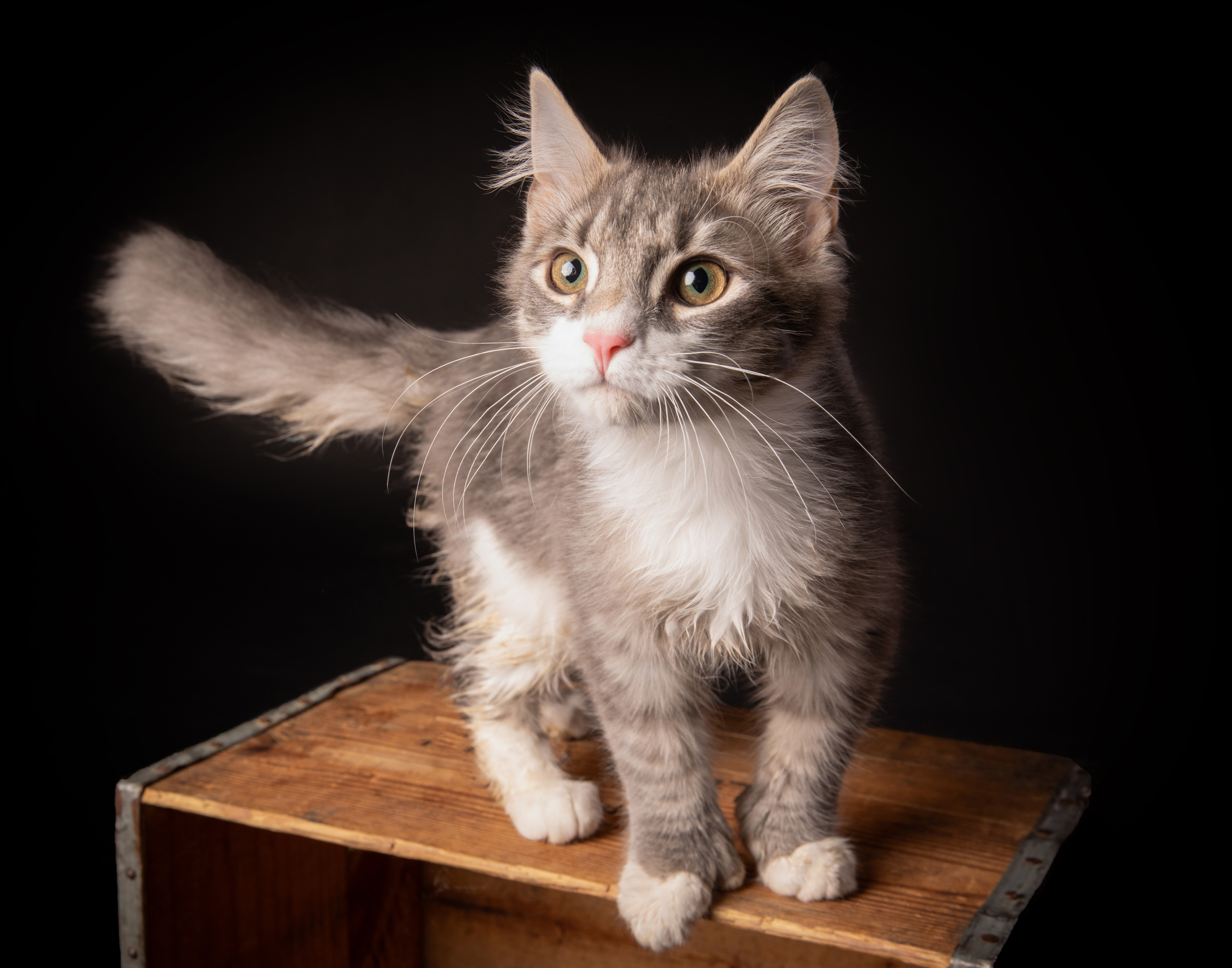 Grey and white cat with tail raised on a crate