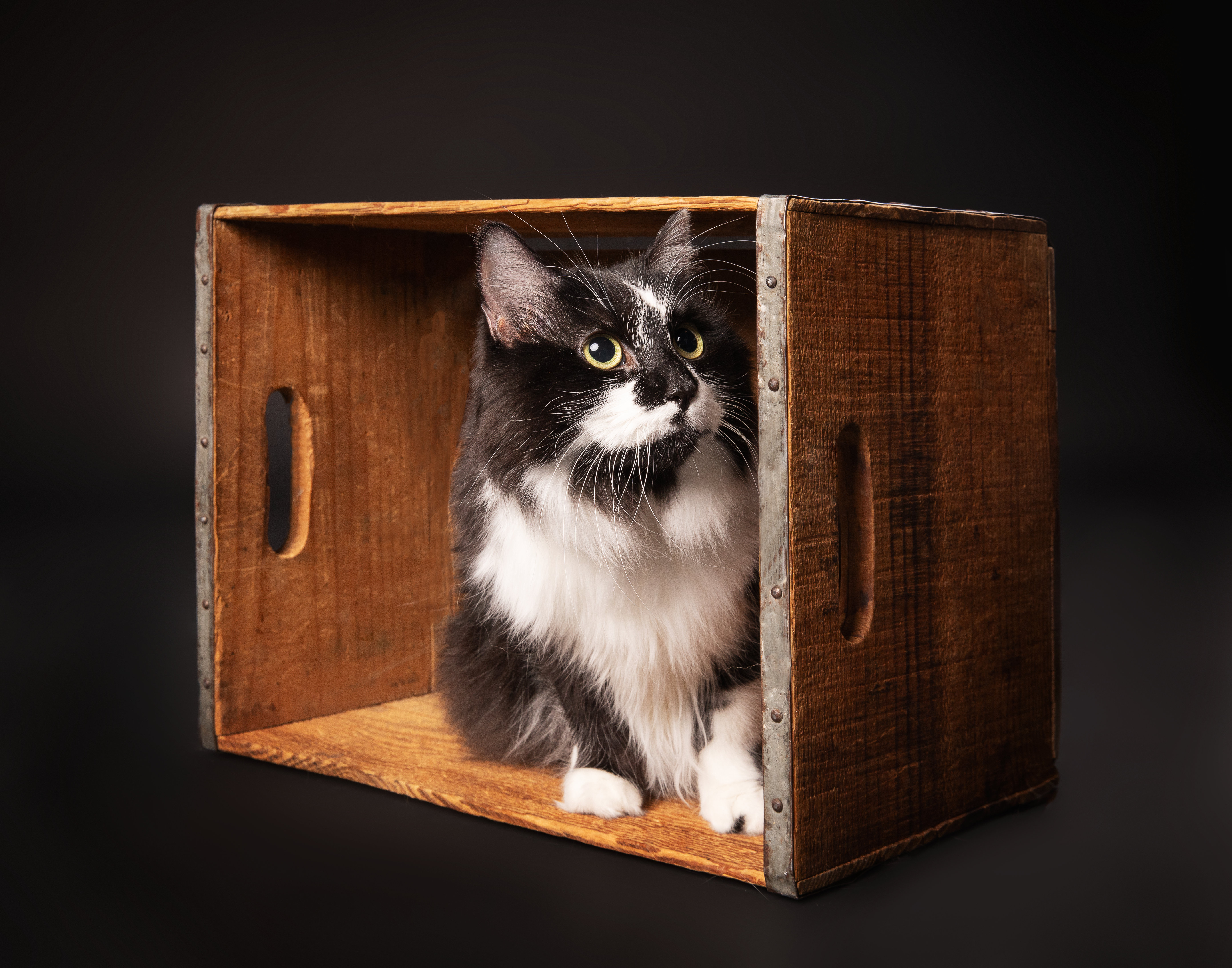 Black and white cat sitting inside a wooden crate