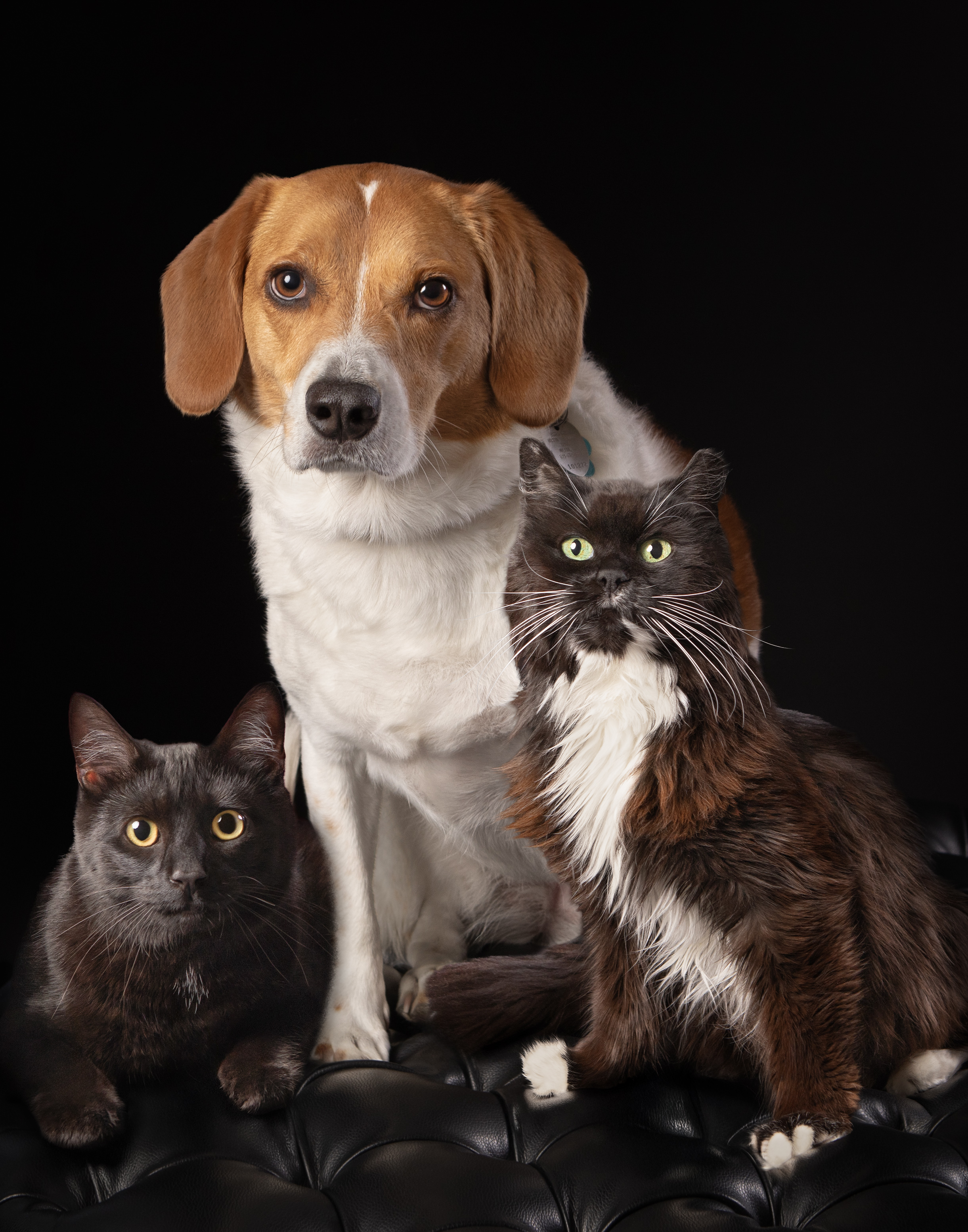 A beagle mix dog with a black cat and a long-haired cat