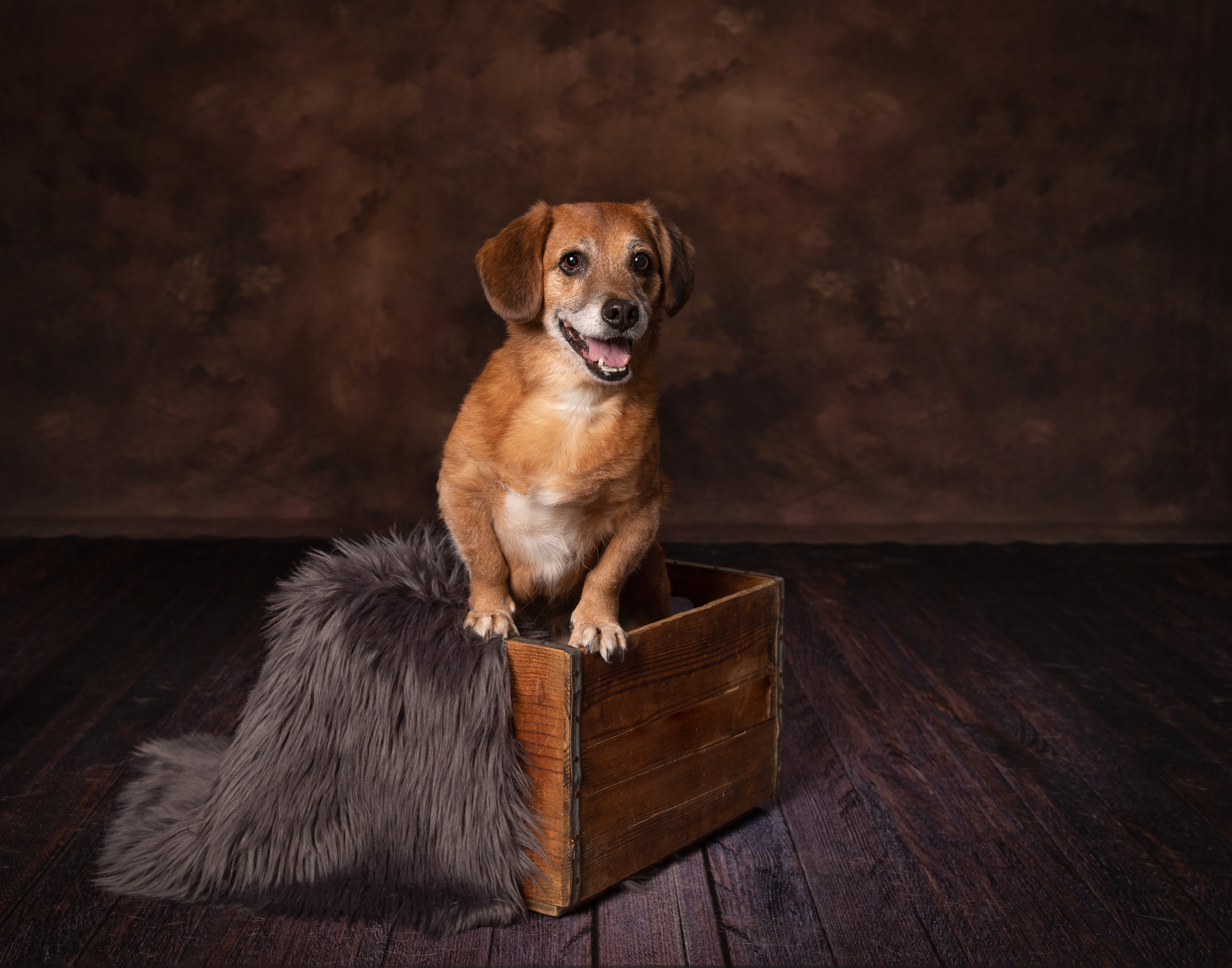 Golden long-haired dog on a black ottoman