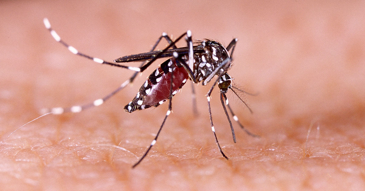 mosquito biting skin summer backyard pest problem
