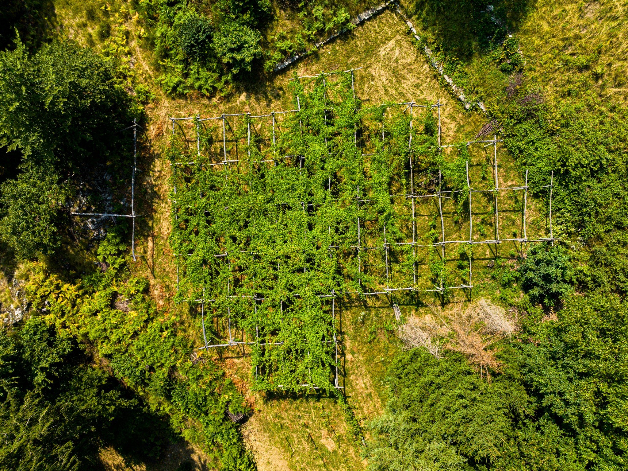 Vista aerea delle topie e dei vigneti terrazzati della Val d'Ossola