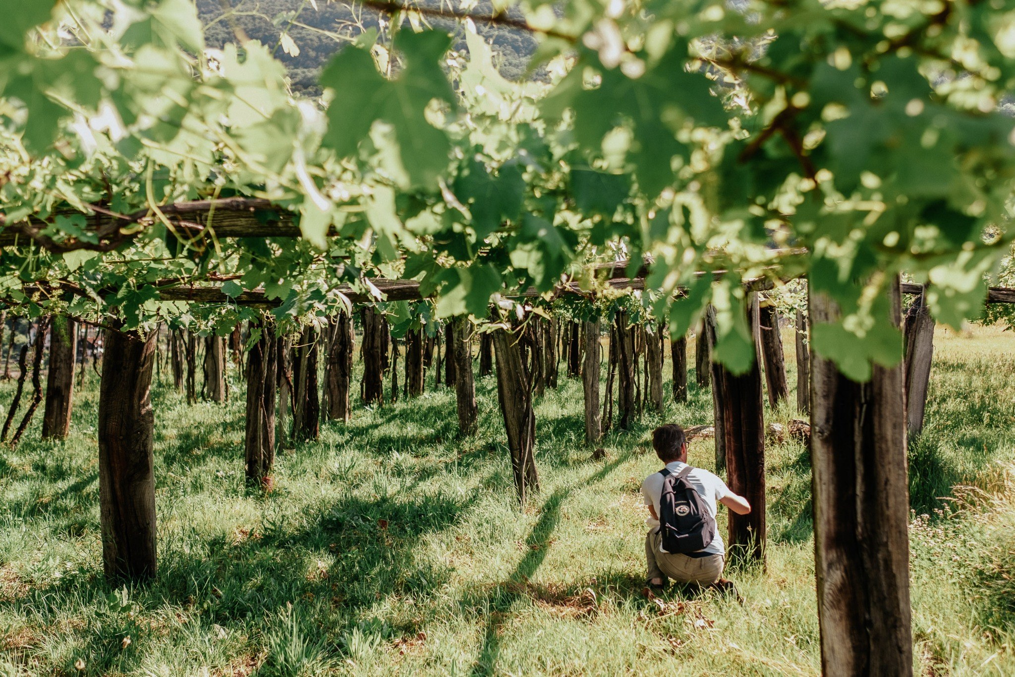 Topia tradizionale nei vigneti di Pello a Trontano in Val d'Ossola