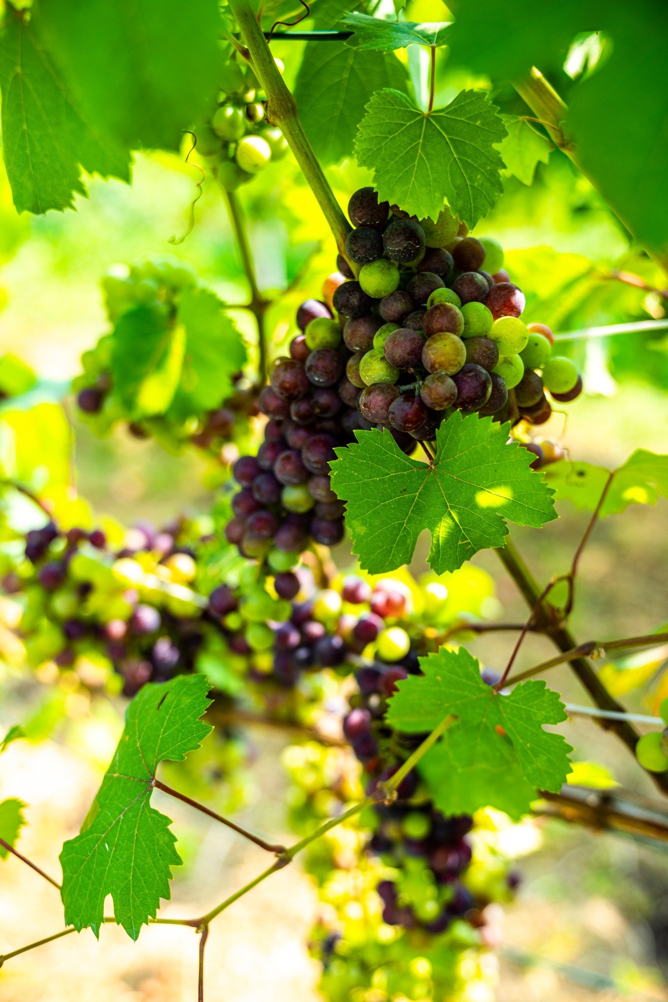 Grappolo di Prünent, ecotipo locale di Nebbiolo coltivato in Val d'Ossola