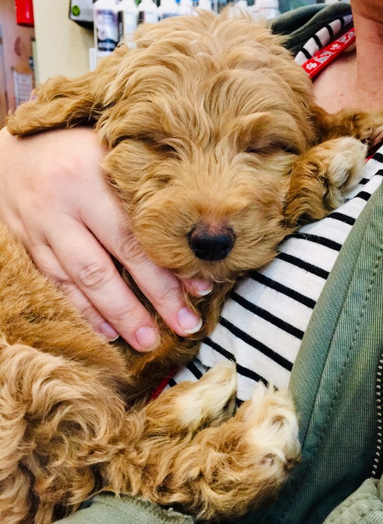doodle puppy cuddling with owner