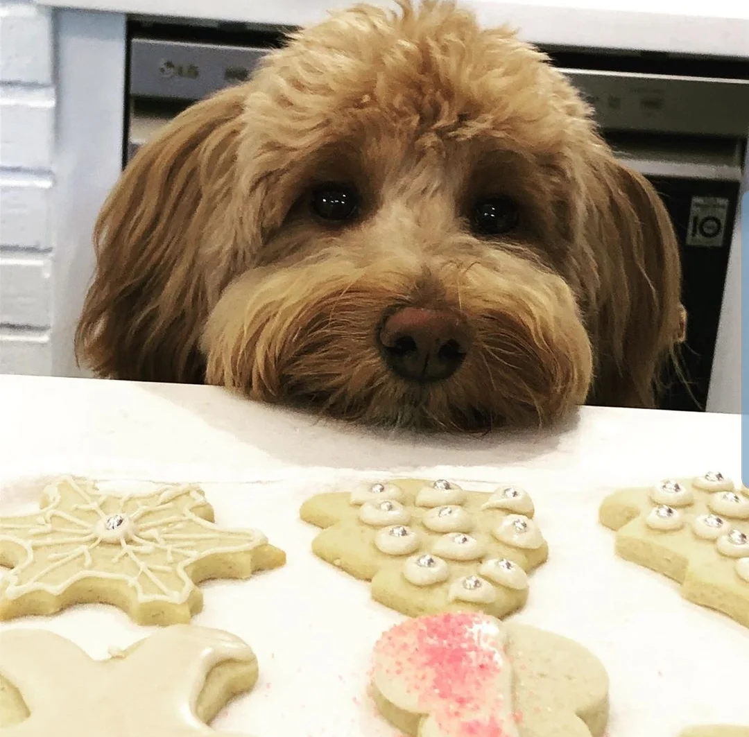 dog looking at treats enviously