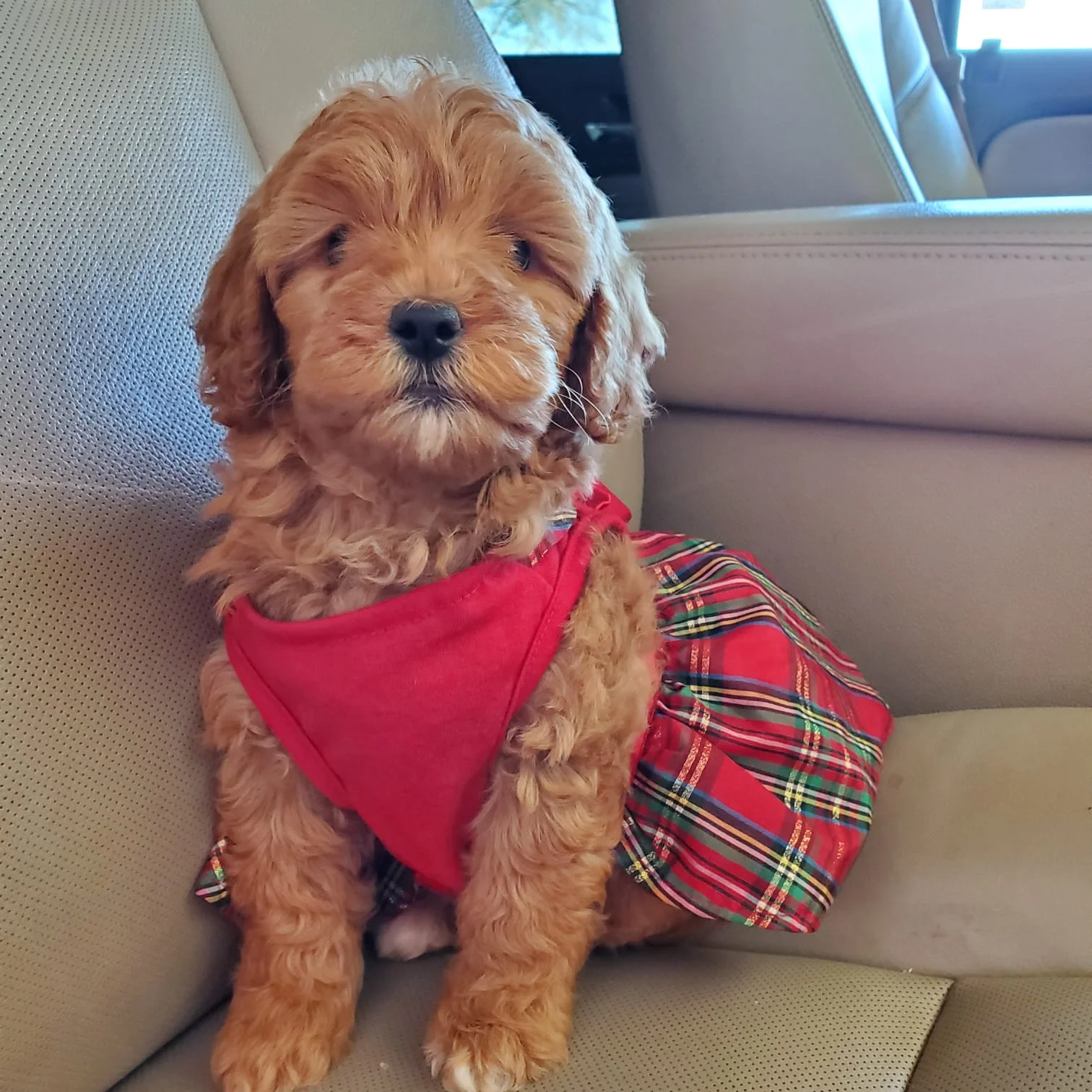 A puppy wearing clothes