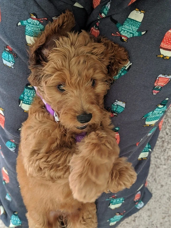 Doodle puppy laid on its back