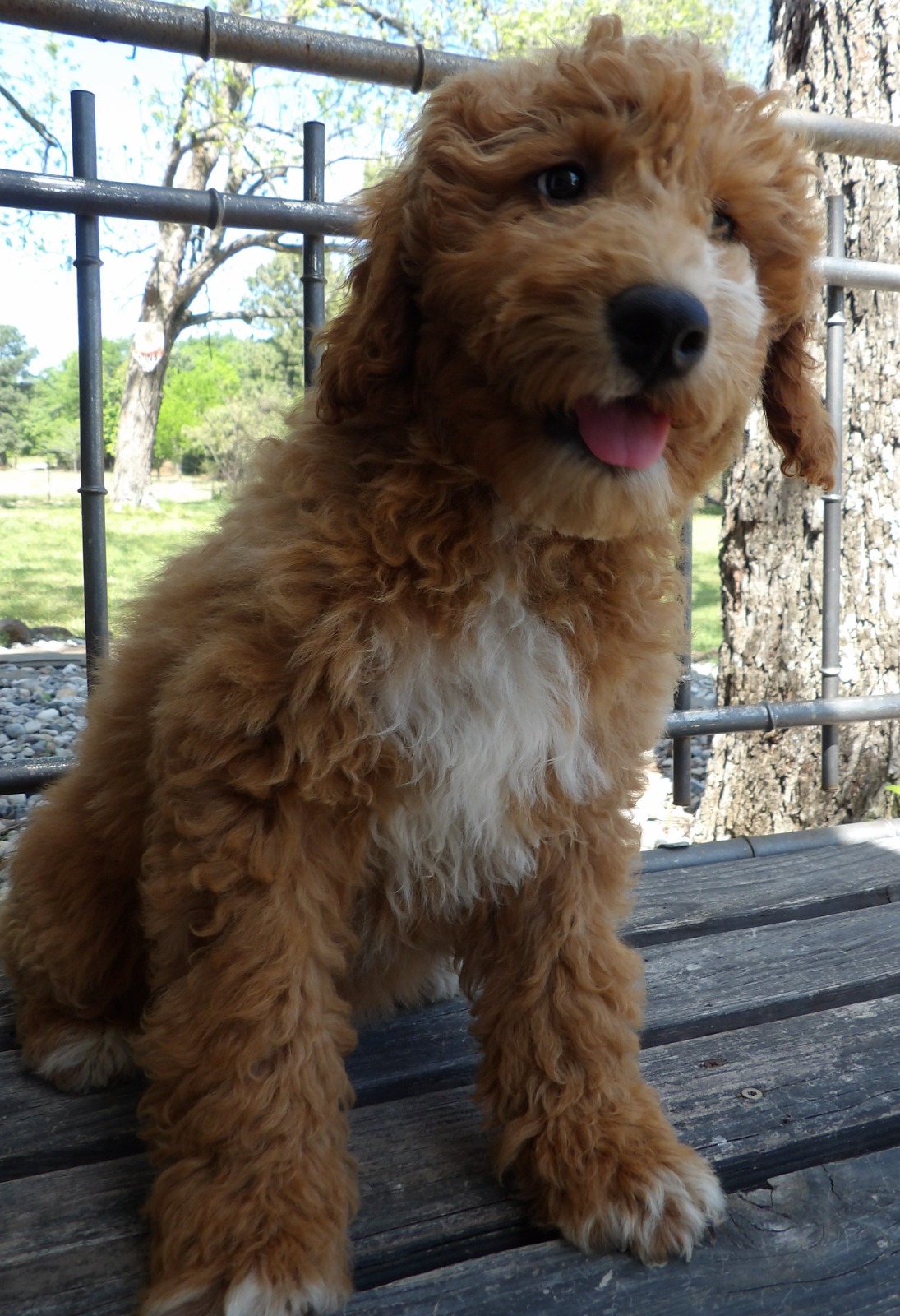 F1-B Mini Goldendoodle puppy sitting on a wooden deck outdoors with a happy expression, tongue out, and curly golden coat in a ranch-style setting.