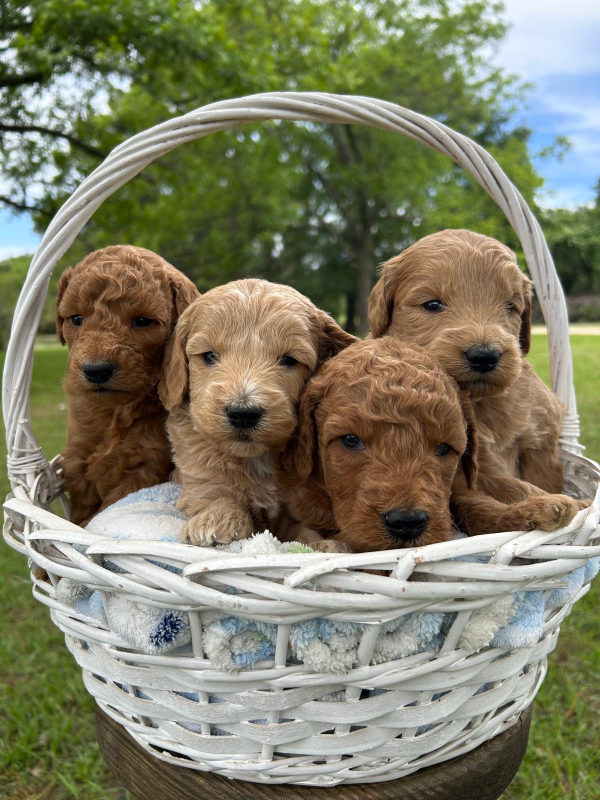 Four curly-haired puppies sitting together in a white wicker basket outdoors with green trees in the background.