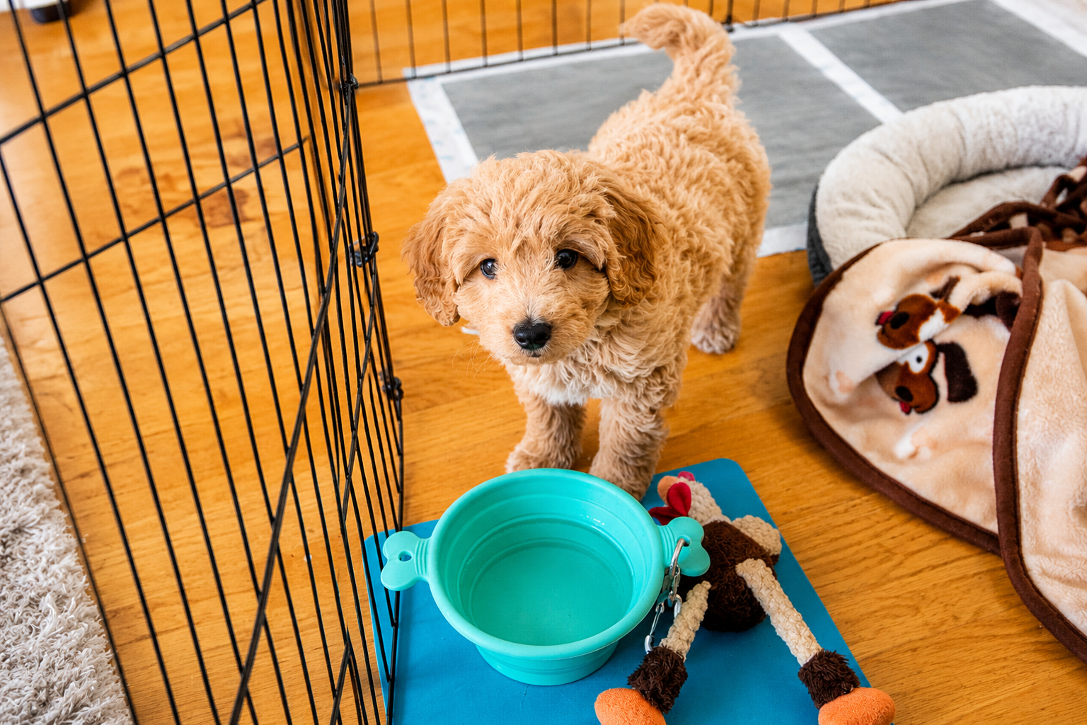 Advanced Puppy Training in Dallas