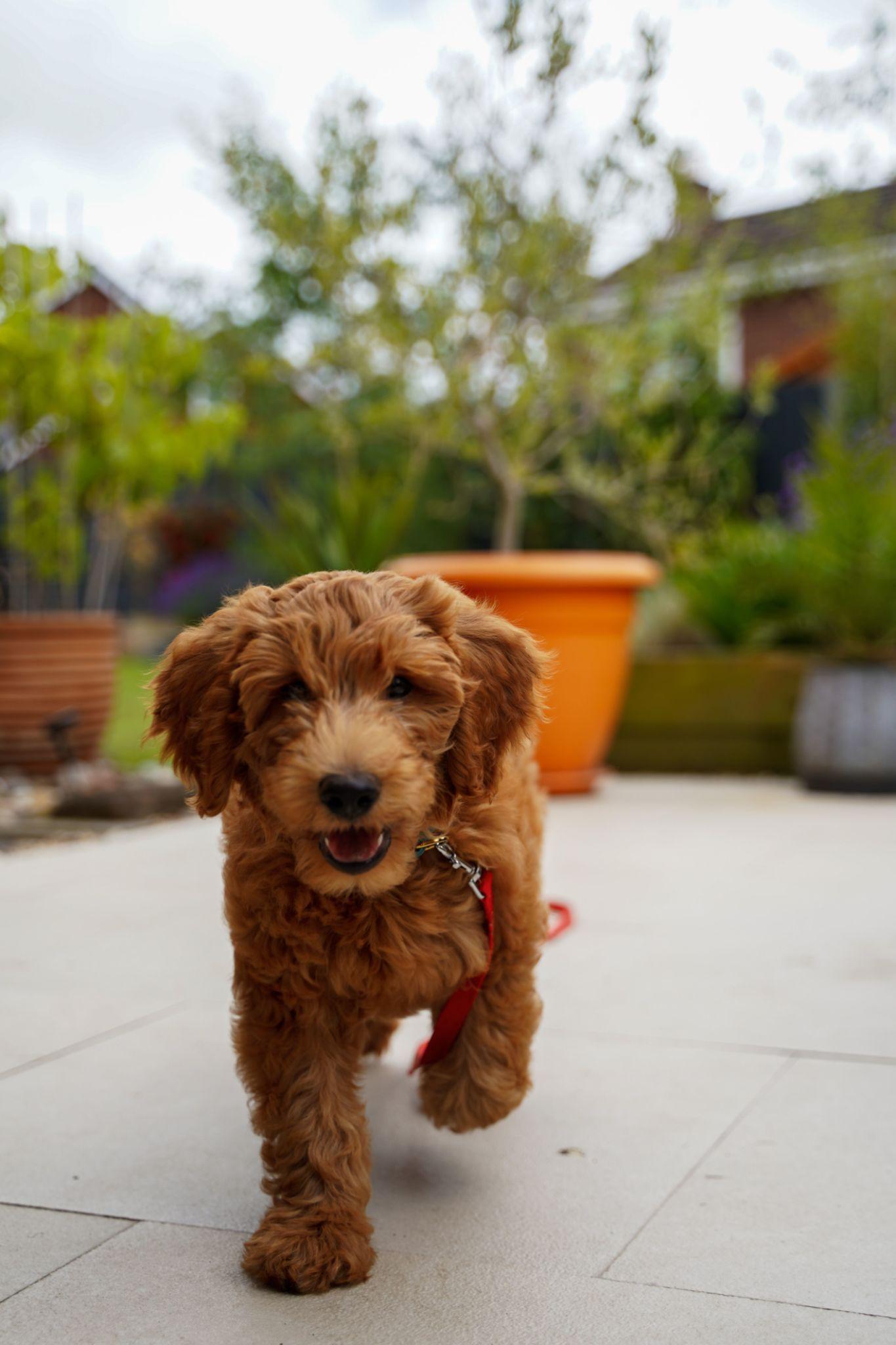 Dog walking toward owner