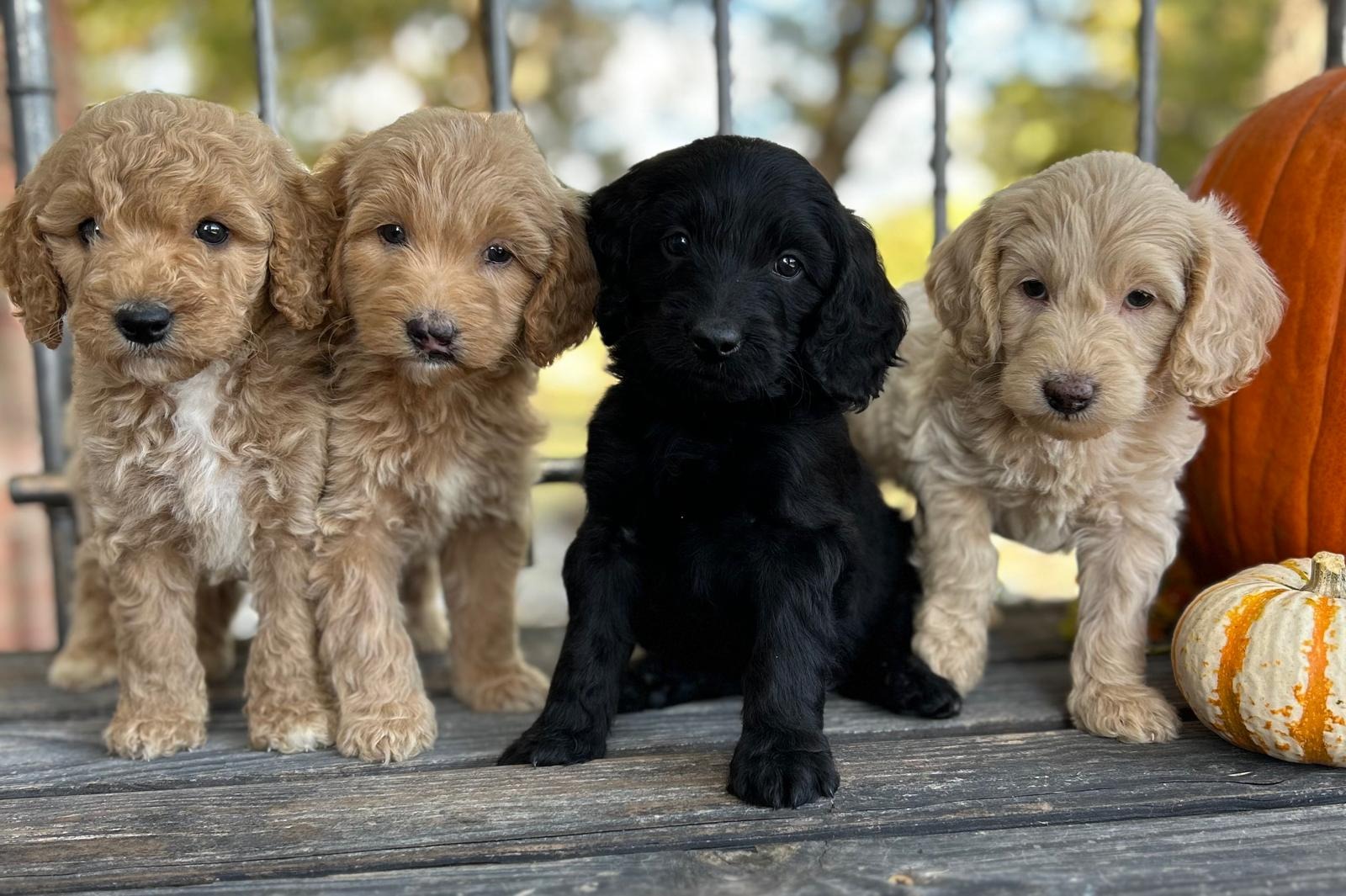 4 puppies black,white, and two brown puppies