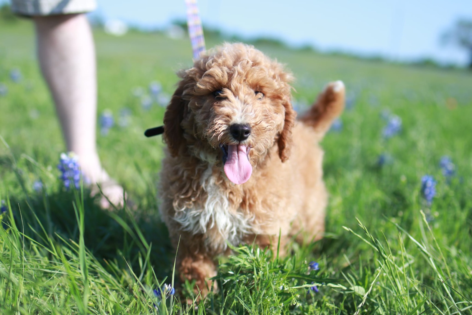 puppy in afield walking on a leash happily