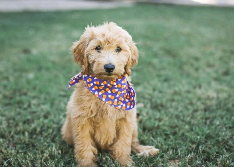 Puppy with a purple sitting in a green backyard
