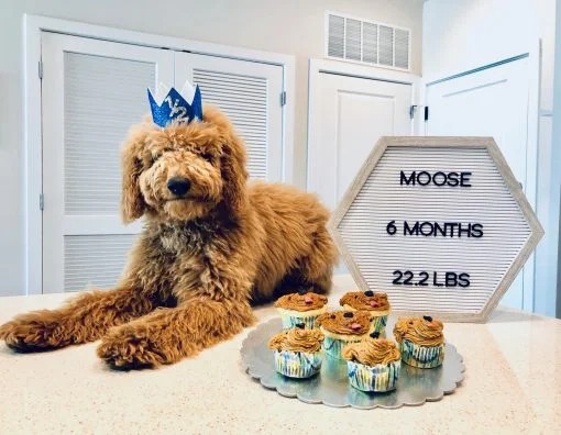 Celebrating a puppies 6 month Birthday annversary