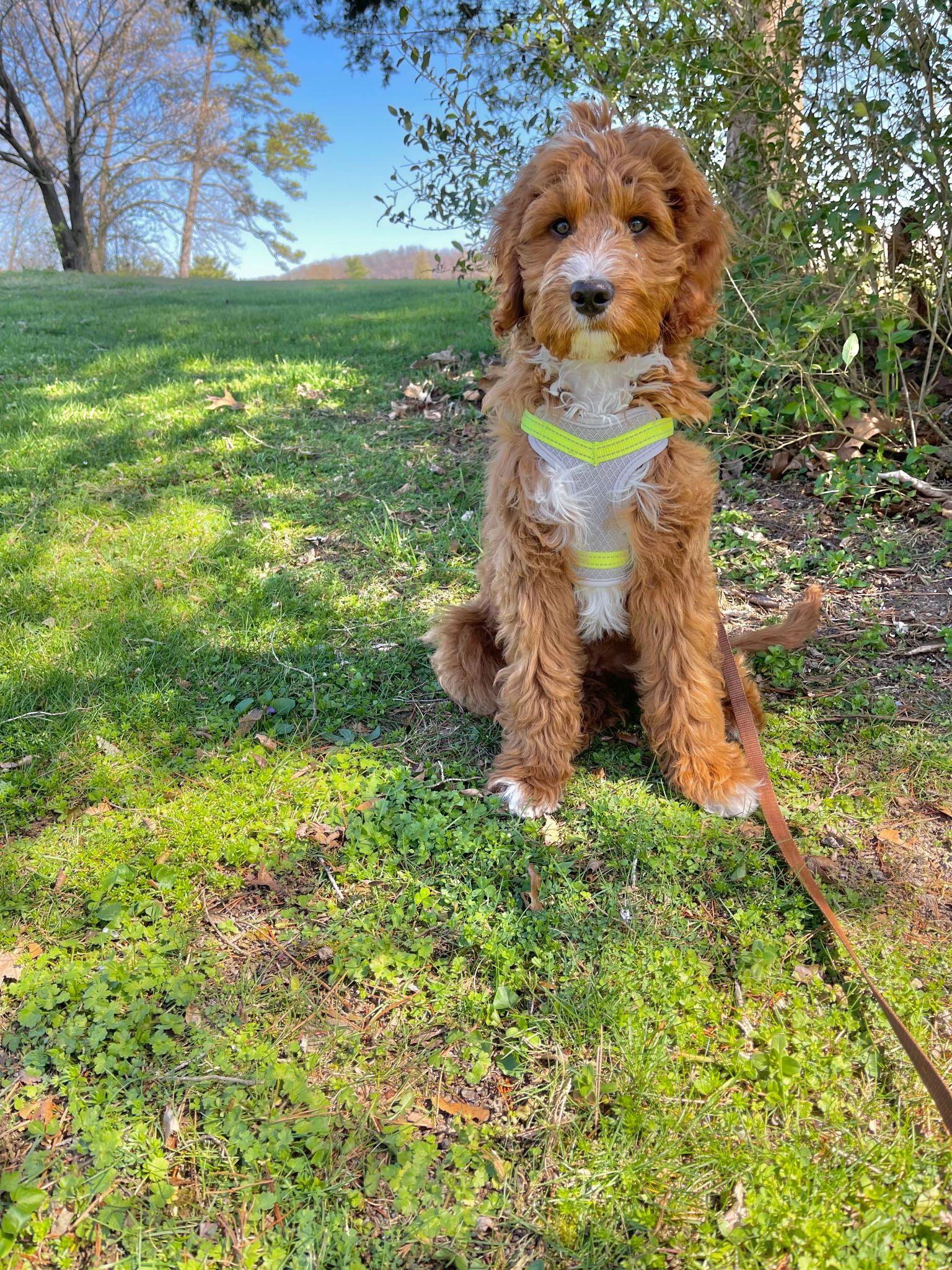 Doodle on a leash sitting in the outdoors