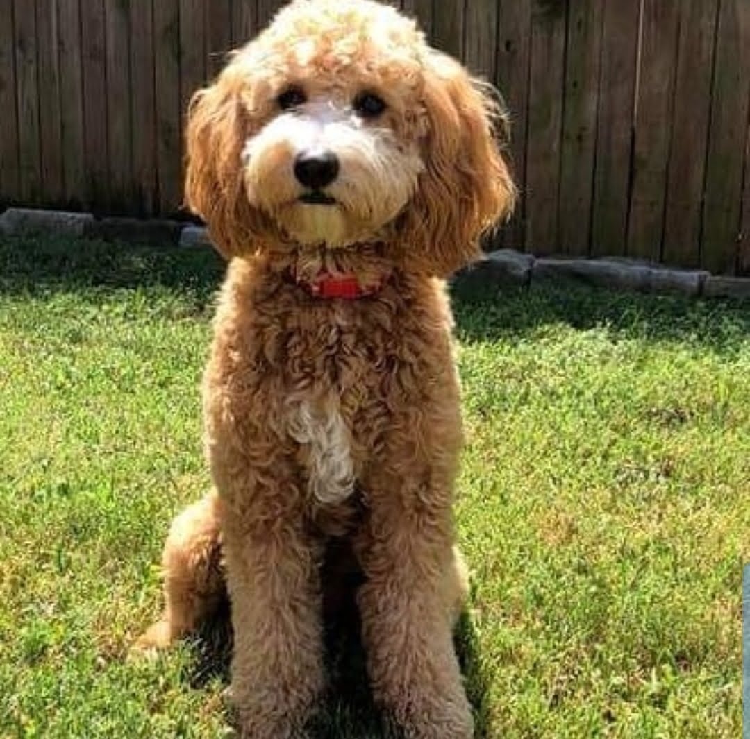 Doodle sitting in the backyard