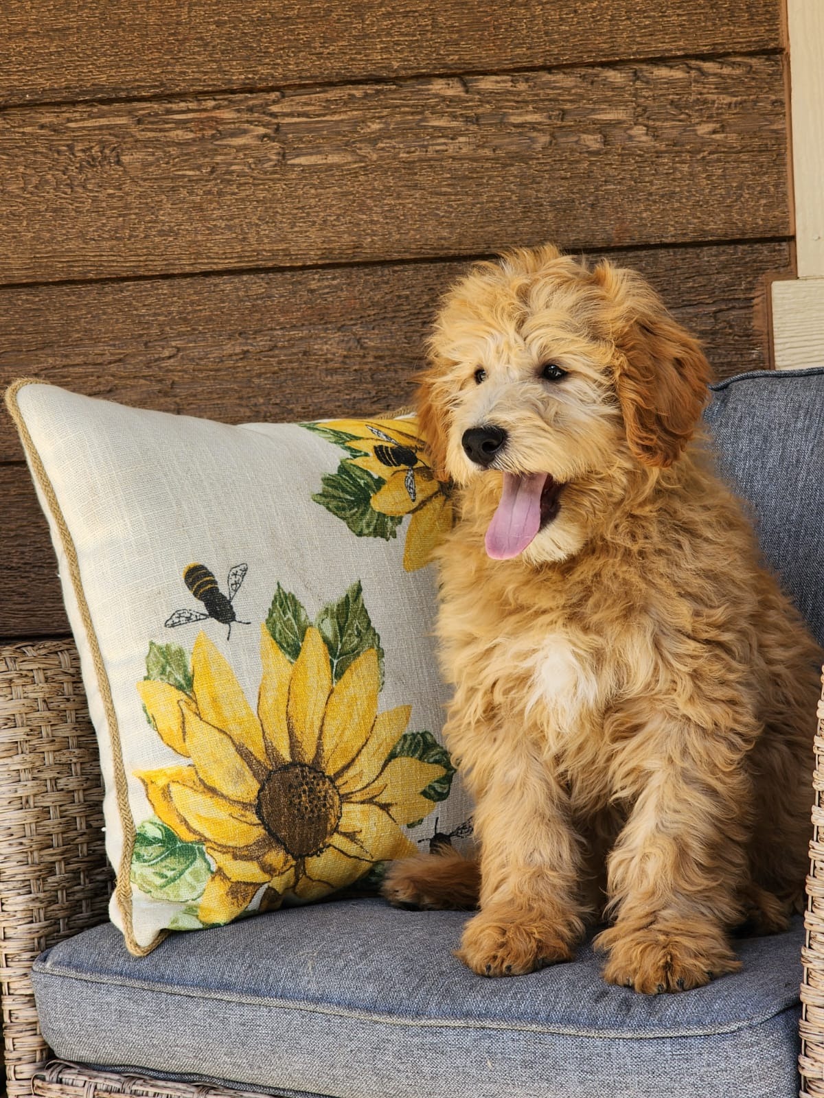 puppy yawning while sitting on couch