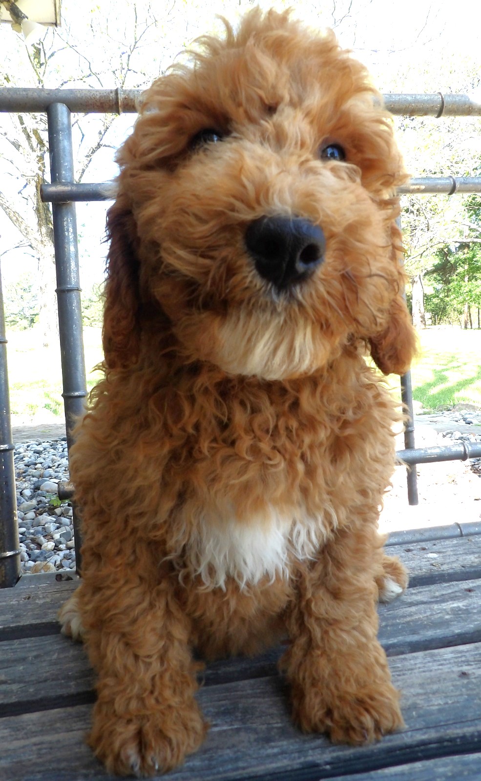White And Brown Dog Sitting on a Porch
