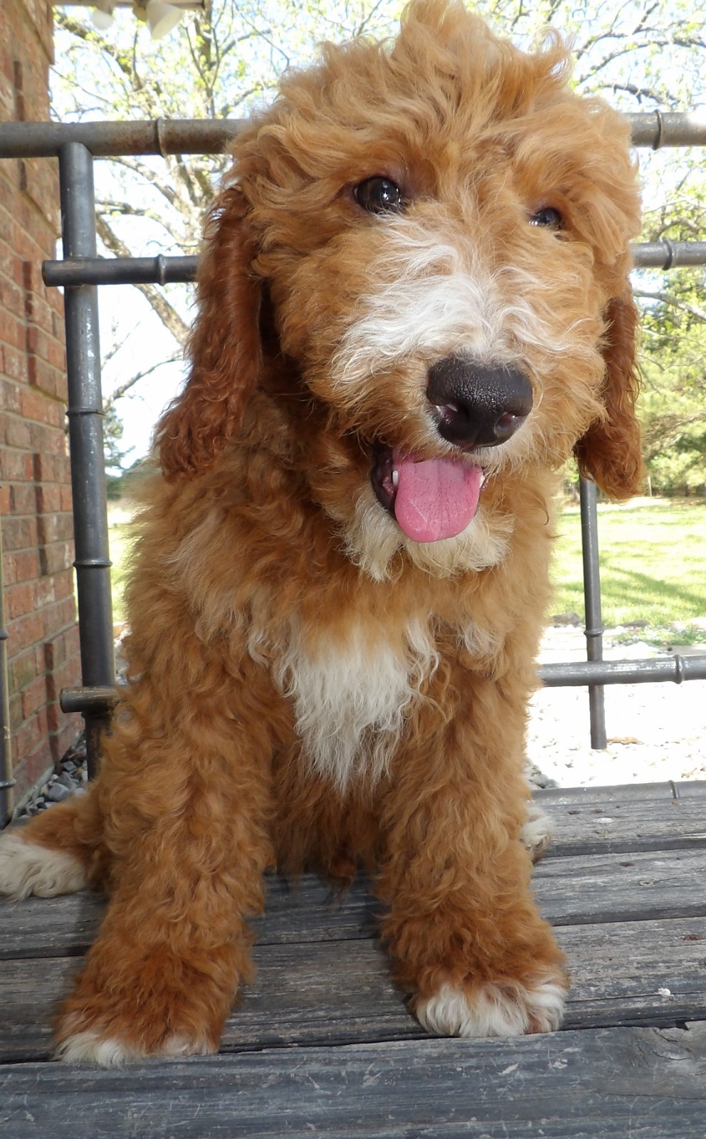 White And Brown Dog Sitting on a Porch