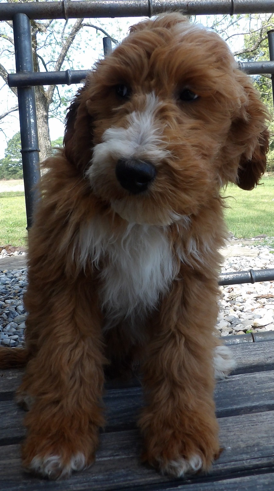 White And Brown Dog Sitting on a Porch