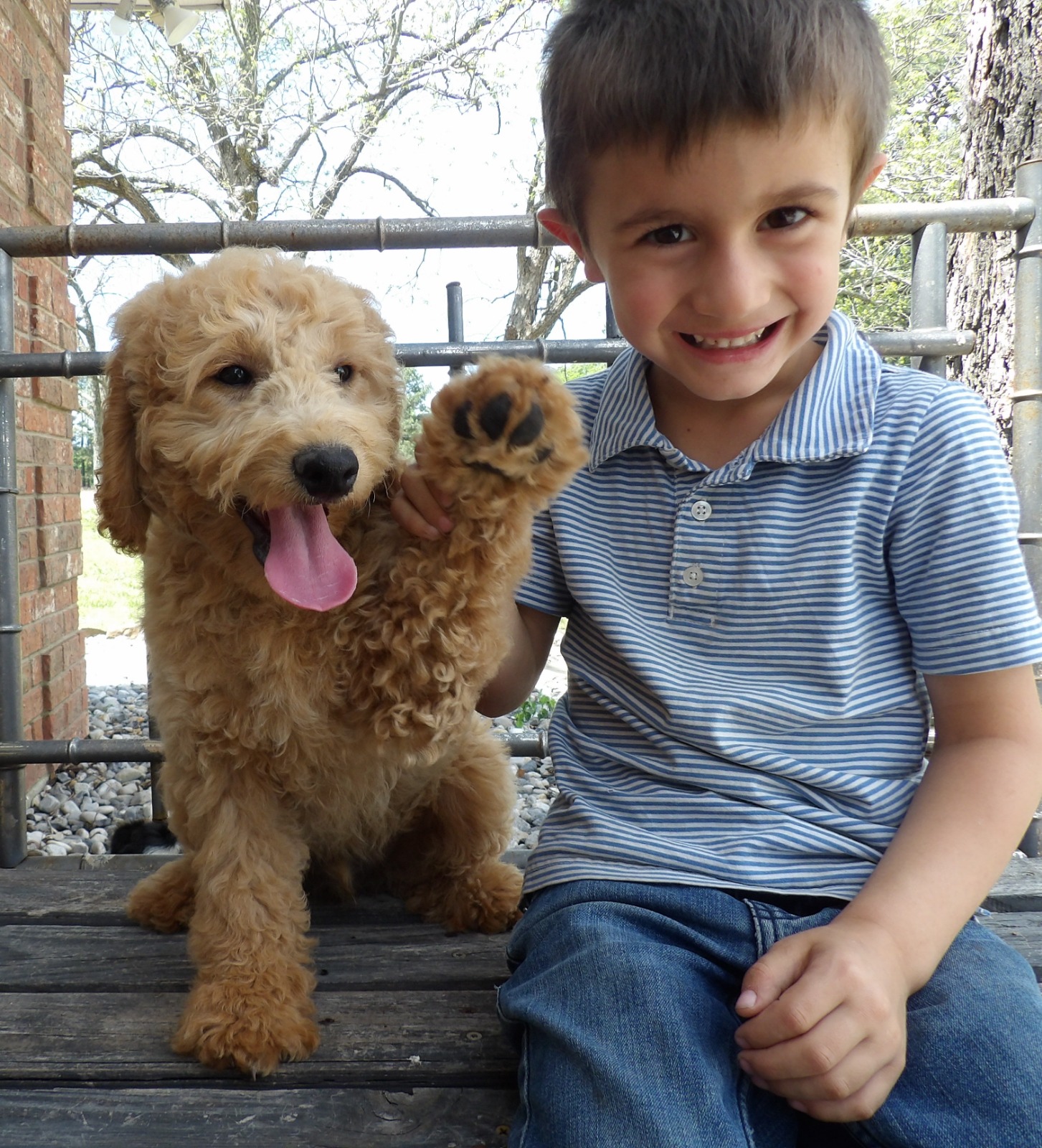 Mini Goldendoodle Adoption in Dallas