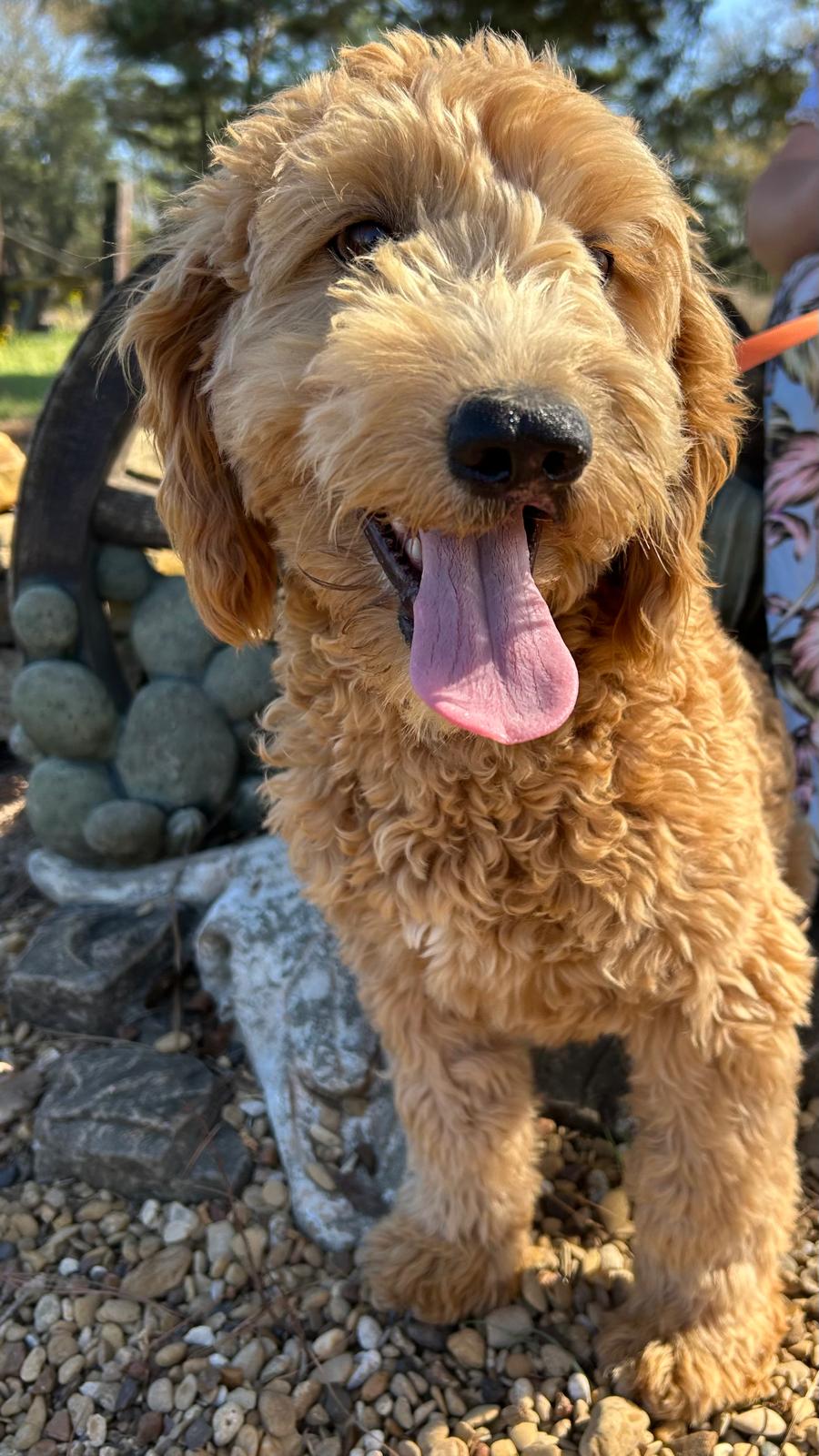 brown dog on a leash